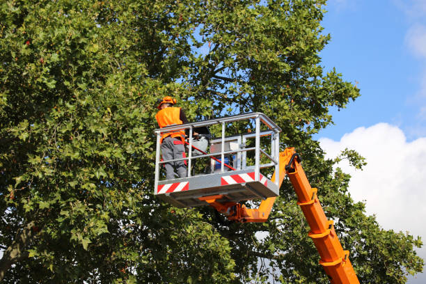 How Our Tree Care Process Works  in  Cicero, IN